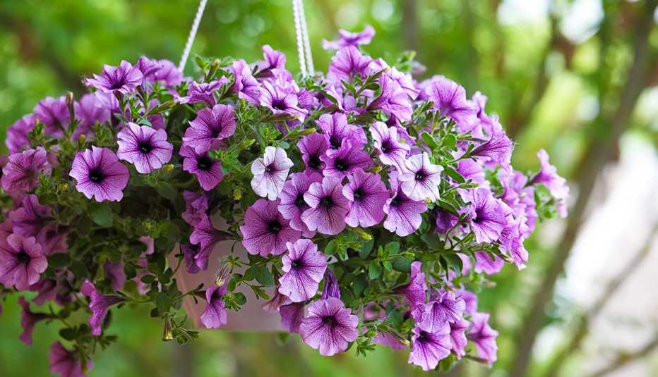 Cesta colgante con unas flores de color morado