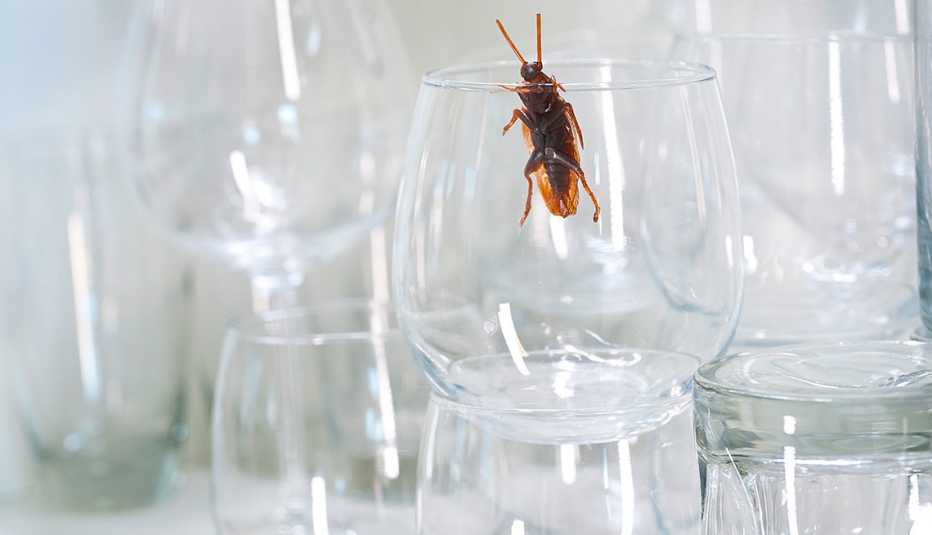 Trucos sorprendentes para mantener una cocina sin insectos