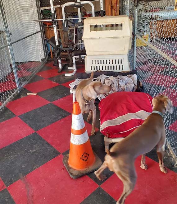 Perros en el garaje de una casa Perros en el garaje de una casa