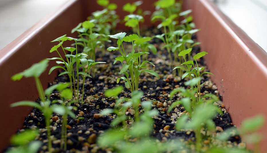 Cilantro en un envase