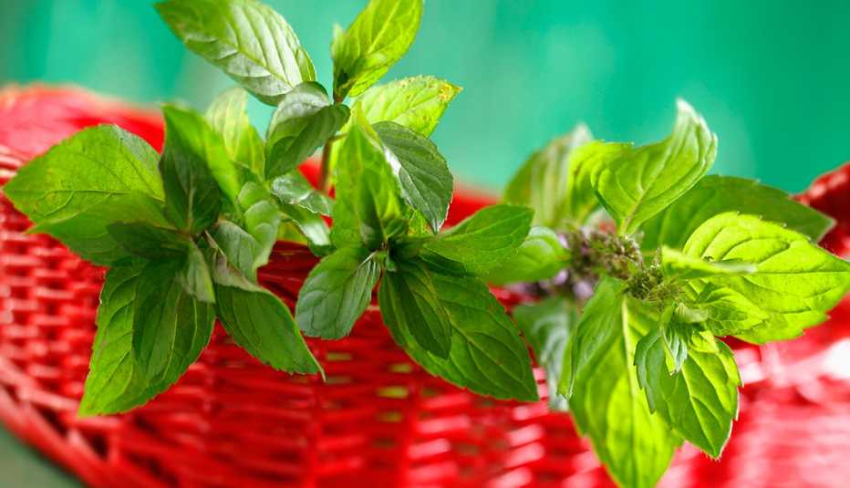 Menta en un envase rojo