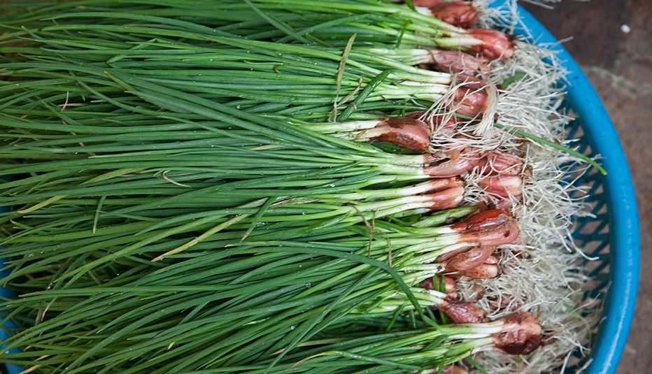 Cientos de cebollinos en un envase