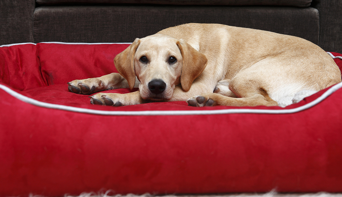 Perro acostado en una cama roja para mascotas