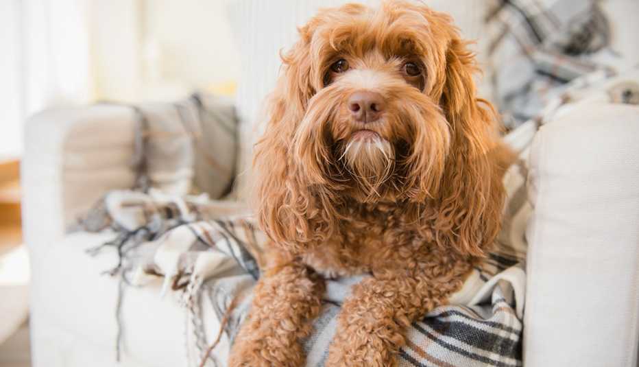 Un perro sobre un sofá