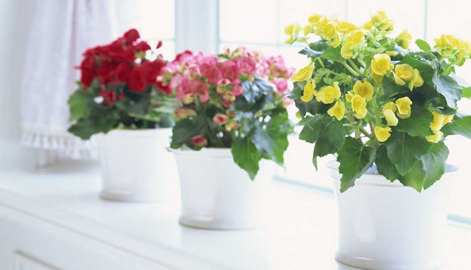 Plantas coloridas tomando el baño de sol que entra por una ventana