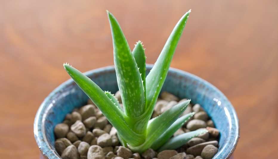 Una planta de sábila