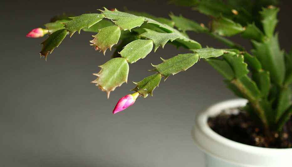 Cactus a punto de florecer