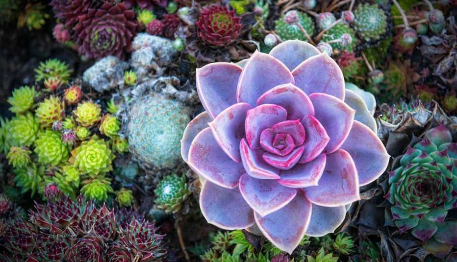 Suculentas de diversos colores