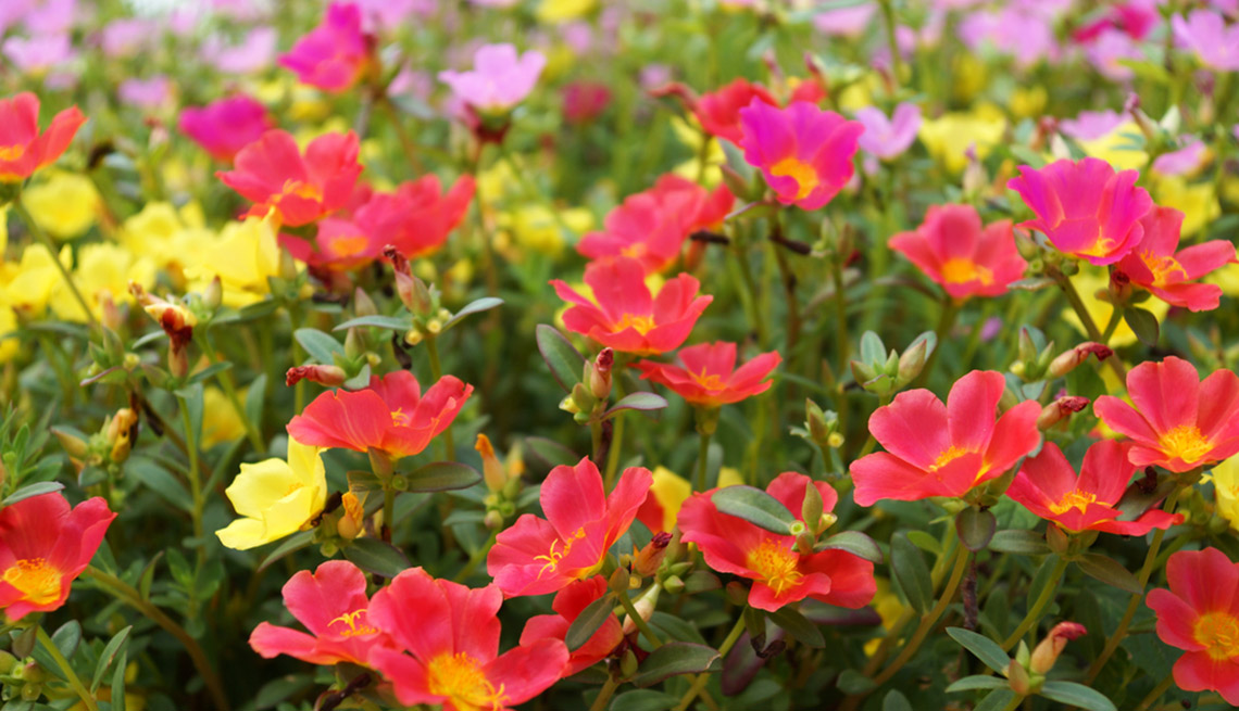 Jardín de portulacas
