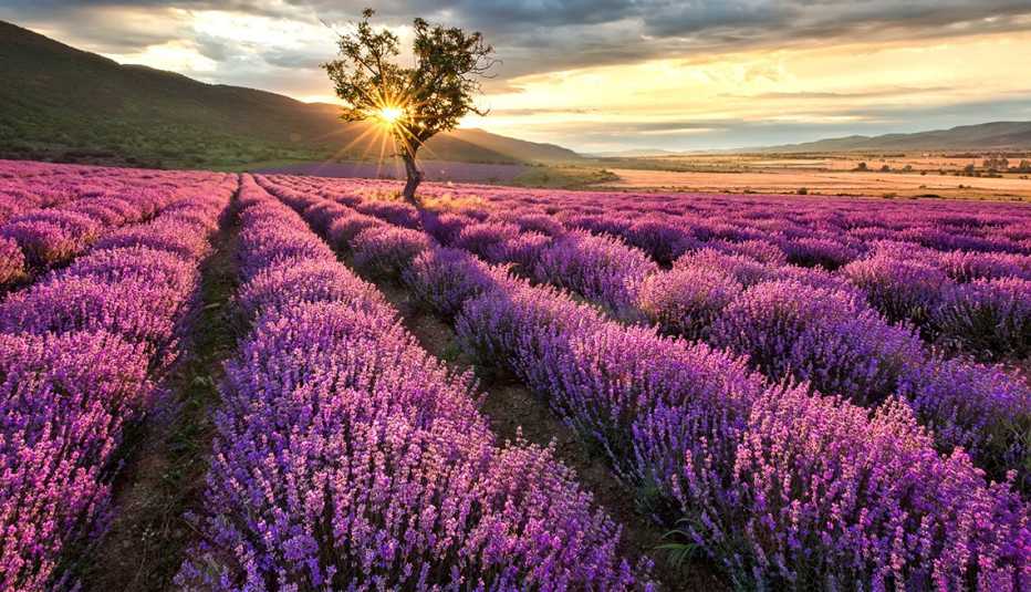Campo de lavanda con un atardecer al fondo