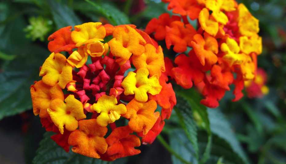 Primer plano de dos lantanas
