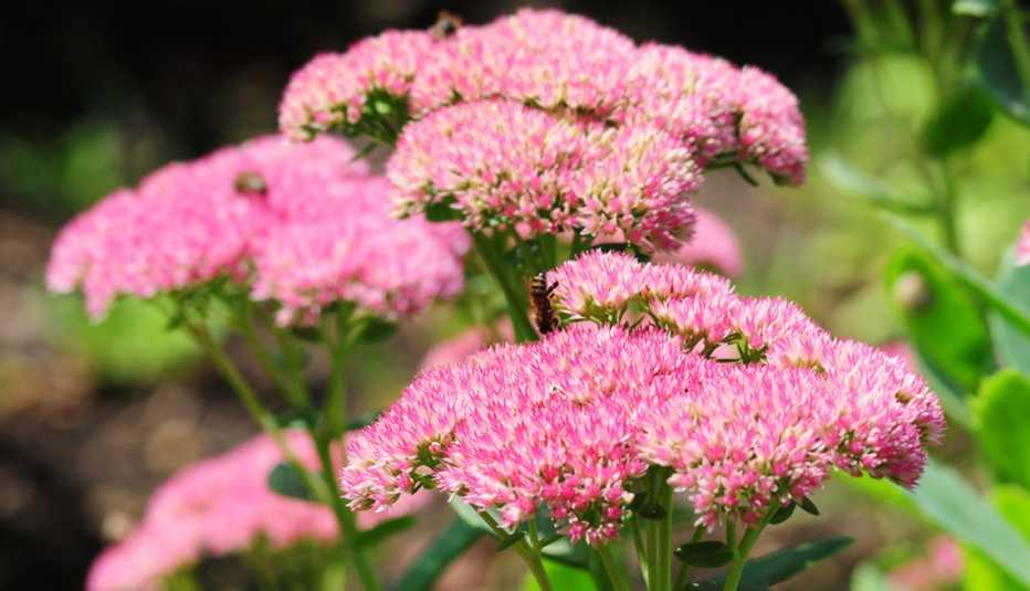 Una abeja sobre flores de sedum