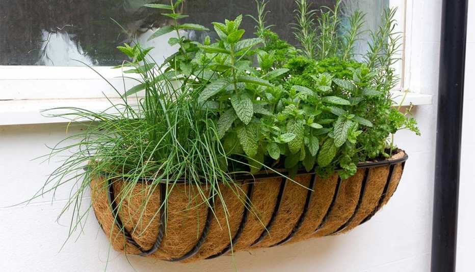 Maceta con plantas colgando en una ventana