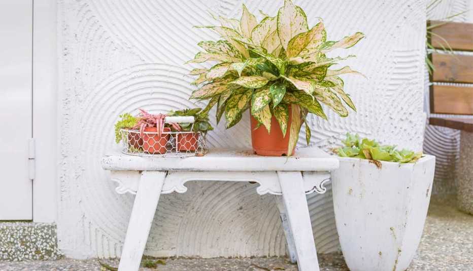 Banqueta de jardín con dos plantas sobre ella