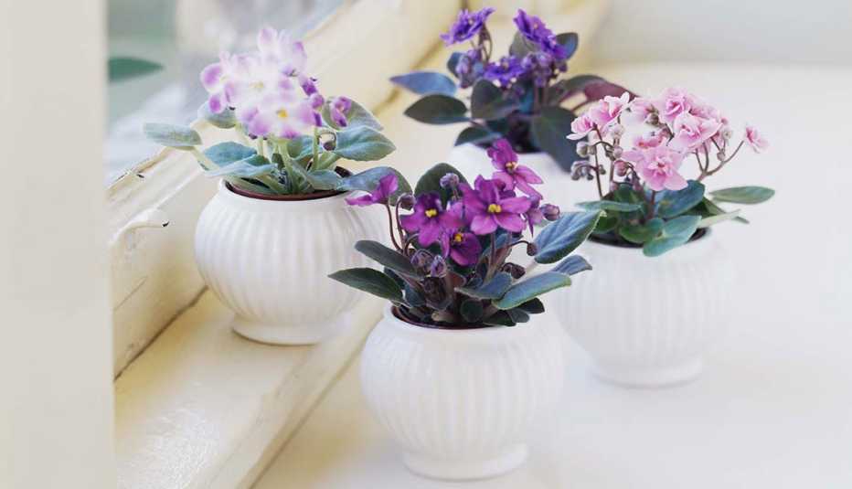 Tres macetas blancas con violetas junto a una ventana