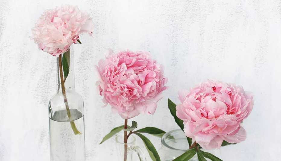 Tres peonias en solitarios de cristal