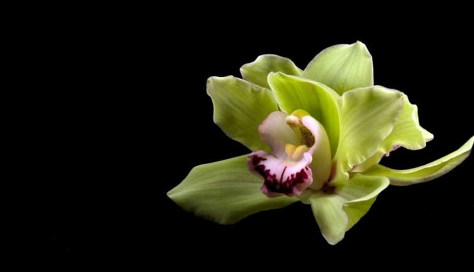 10 plantas que purifican el aire de tu hogar