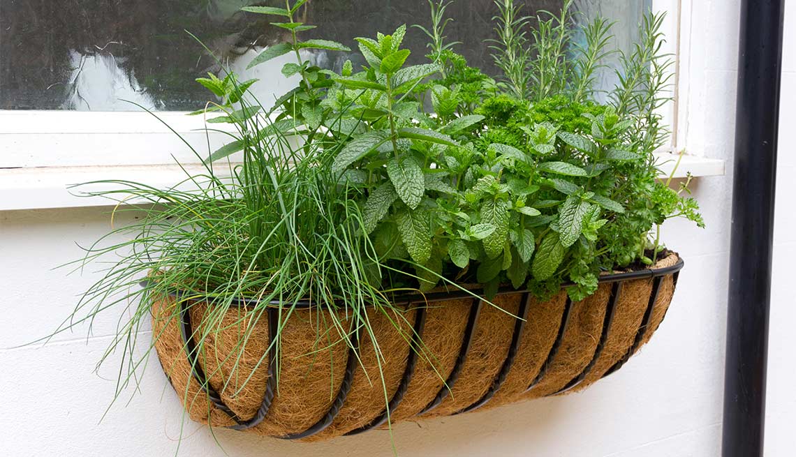 Maceta con plantas colgando en una ventana