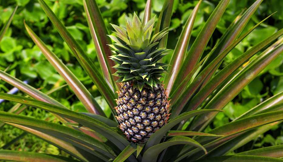 Planta de piña con su fruto