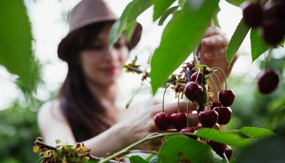 Mujer cogiendo cerezas de un árbol