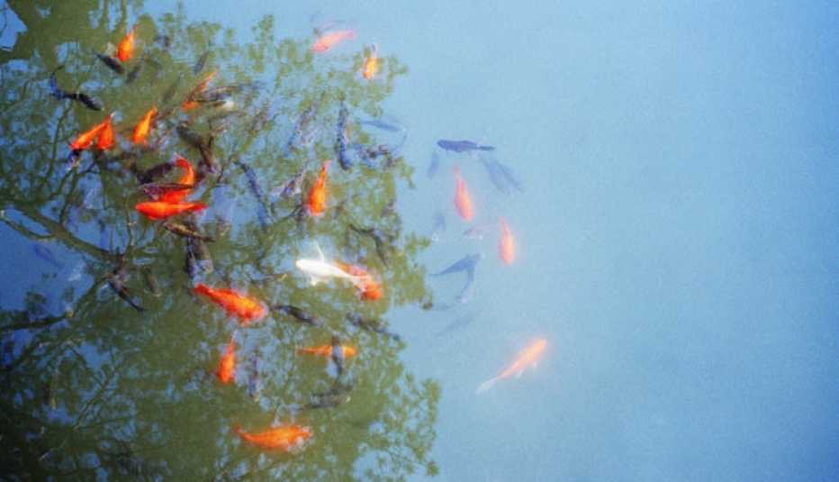 Peces en un acuario