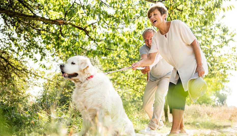 Pareja mayor camina junto a un perro blanco grande Pareja mayor camina junto a un perro blanco grande