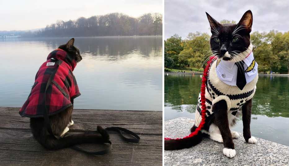 Sushi, un gato con correa