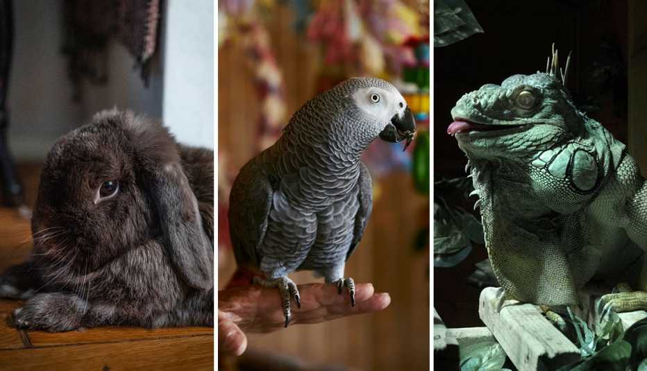 de izquierda a derecha, el conejo Willow, el loro Maxie y la iguana Rocky de izquierda a derecha, el conejo Willow, el loro Maxie y la iguana Rocky