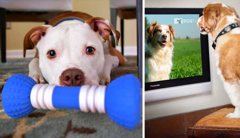 products to help with Pet Anxiety products to help with Pet Anxiety