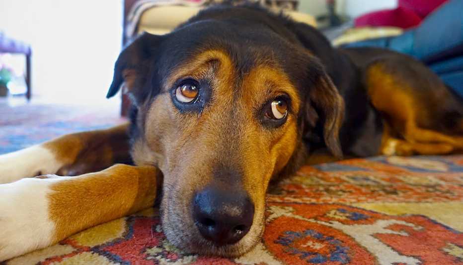 sad dog at home alone sad dog at home alone