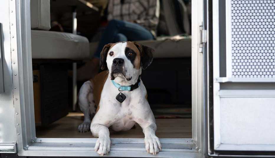 Perro acostado en la entrada de una casa