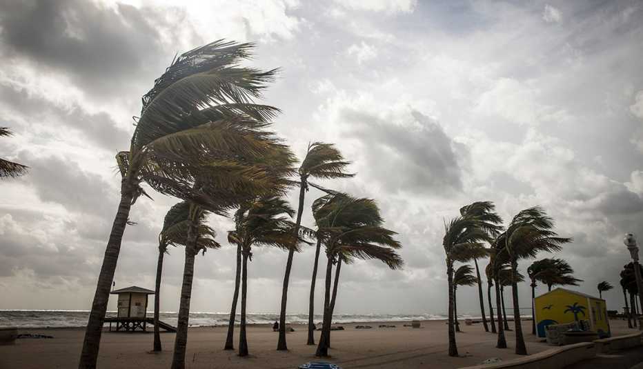 Palmeras siendo azotadas por un huracán en la Florida Palmeras siendo azotadas por un huracán en la Florida