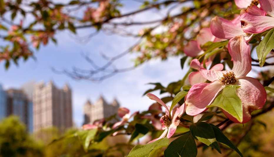 Árboles dogwood floreciendo Árboles dogwood floreciendo