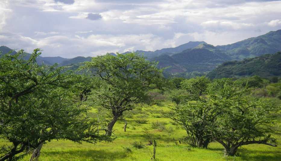 Árboles en una llanura