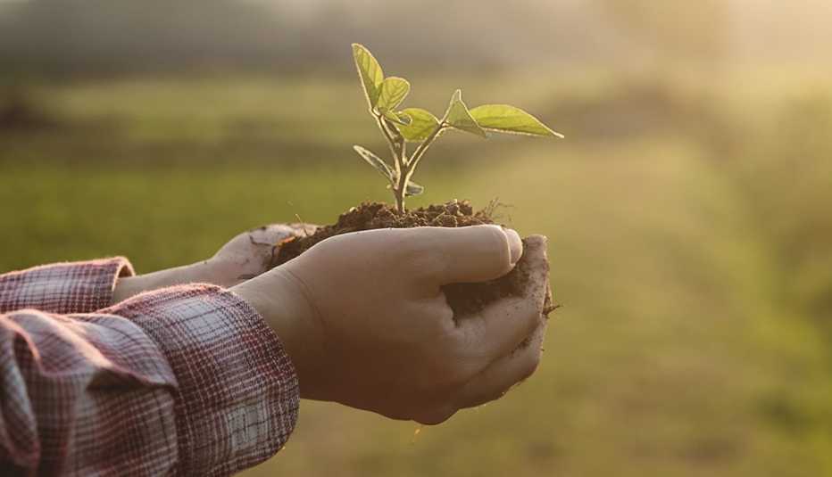 Manos sosteniendo un puñado de tierra con una pequeña planta sobresaliendo