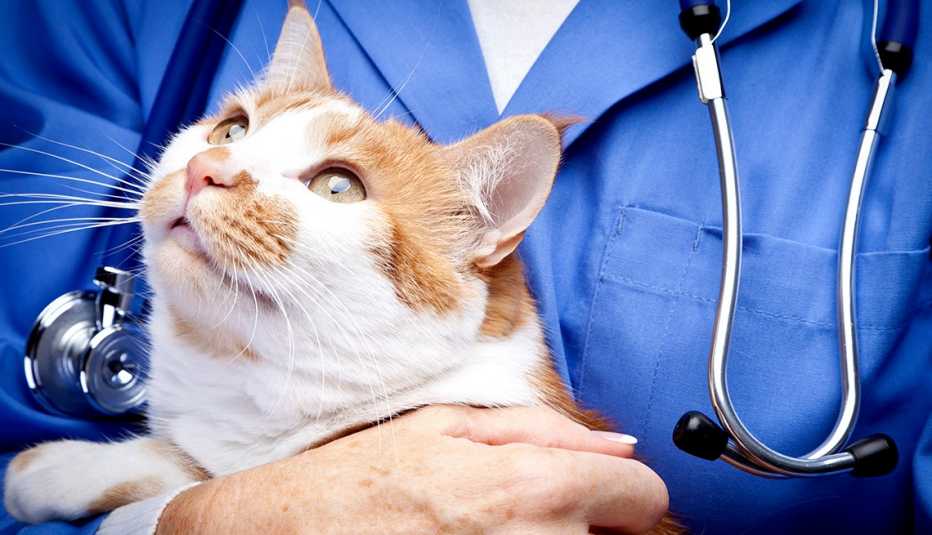 Gato en el veterinario Gato en el veterinario