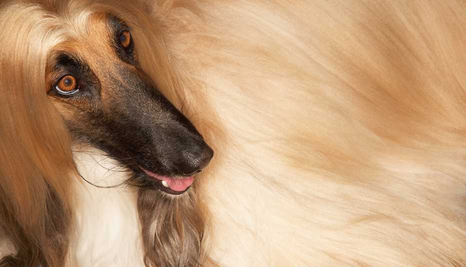 Perro peludo