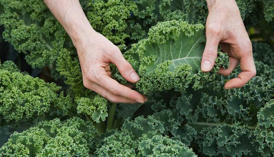 Manos sostienen col rizada