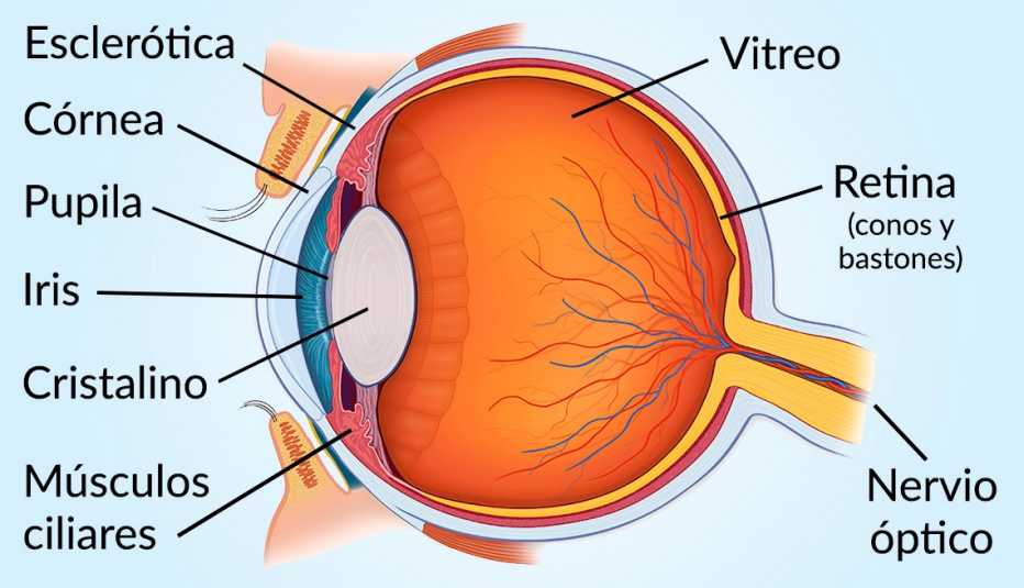 Anatomía del ojo humano