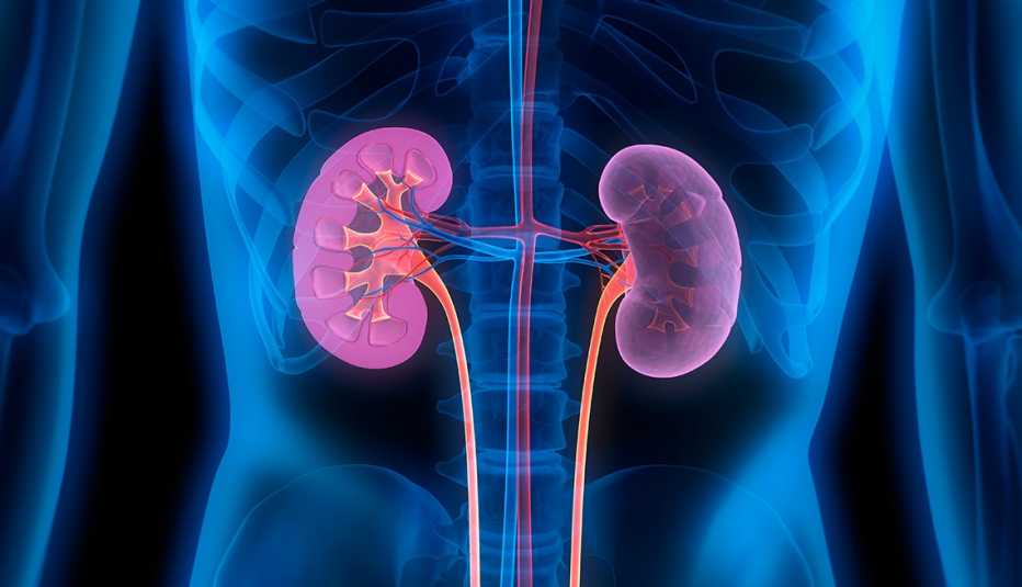 Ilustración de los riñones en el cuerpo humano Ilustración de los riñones en el cuerpo humano