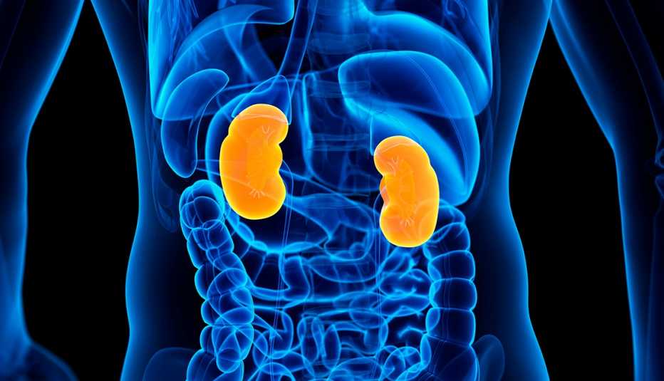 Ilustración de un cuerpo humano donde se destacan los riñones