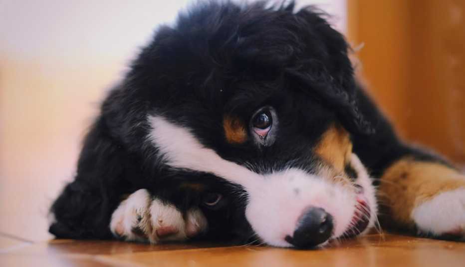 Perro de montaña de Bernese