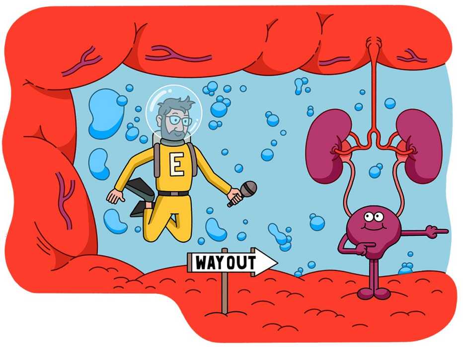 Ilustración de una vejiga y los riñones que le señalan la salida a un buzo que explora el interior del cuerpo humano