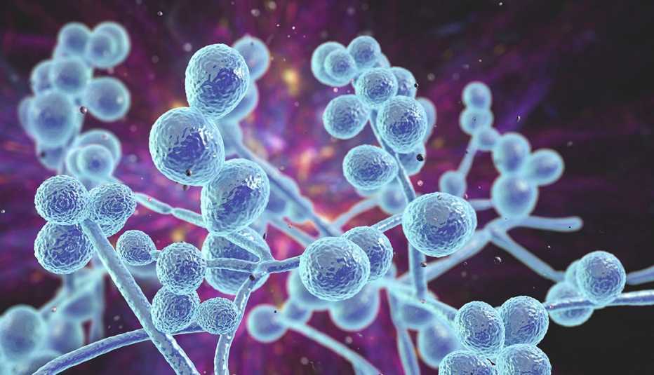 Ilustración en computadora del hongo Candida auris