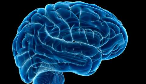 Ilustración de un cerebro humano Ilustración de un cerebro humano