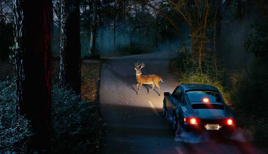 Venado en el medio de la carretera
