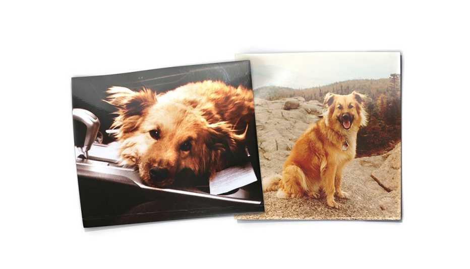 Perro