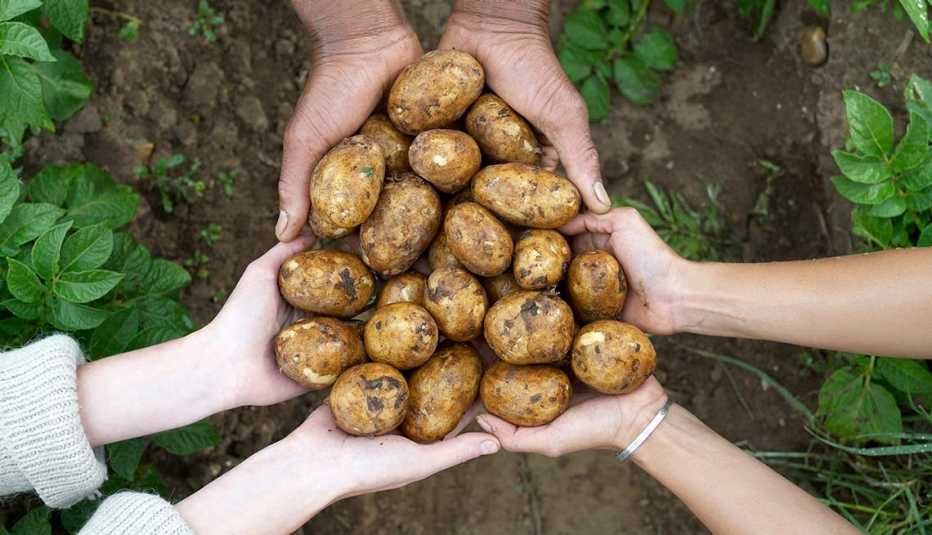 Tres pares de manos sosteniendo varias papas