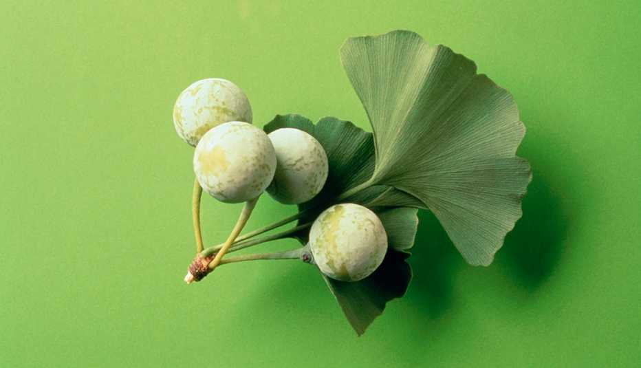 Ginkgo biloba