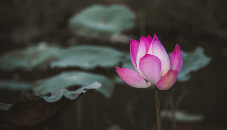 Flor renaciendo Flor renaciendo